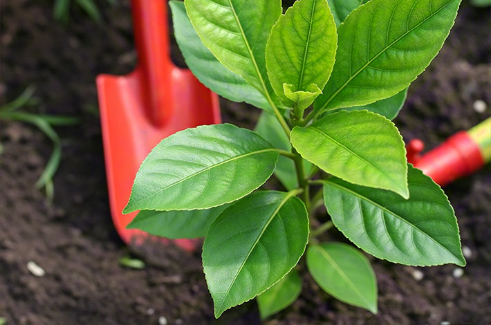 土壤改良修復(fù)